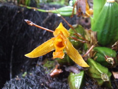 Lycaste aromatica