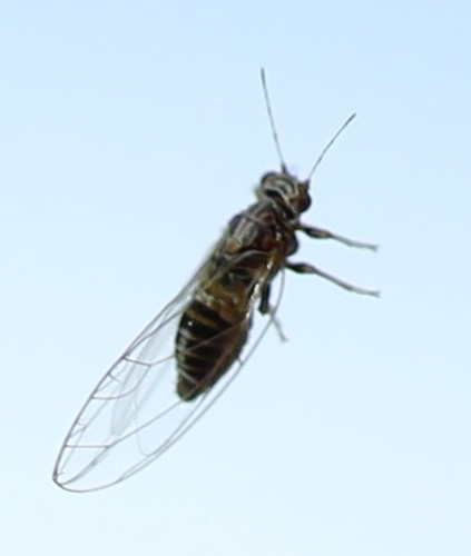 Potato Psyllid photo 5
