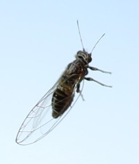 Bactericera cockerelli