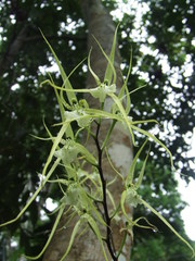 Brassia verrucosa