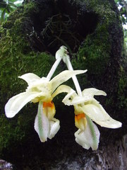 Stanhopea ruckeri