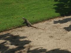 Iguana