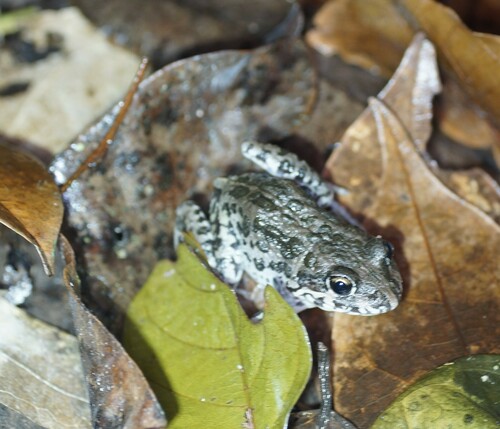 Australian Marbled Frog, Limnodynastes convexiusculus