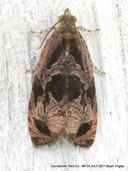 Olethreutes diallacta