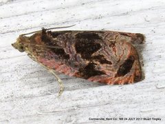 Olethreutes diallacta