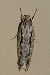 Eulechria xeropterella
