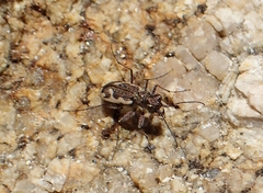 Neocicindela