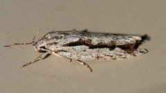 Eulechria xeropterella