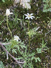 Anemone tuberosa