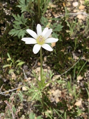 Anemone tuberosa
