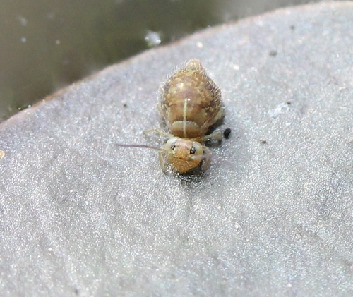 Pseudobourletiella spinata