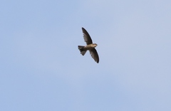 Aerodramus terraereginae