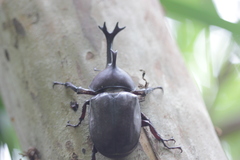 Trypoxylus dichotomus tsunobosonis