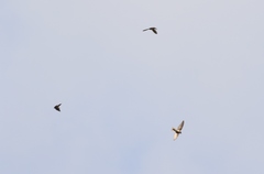Aerodramus terraereginae
