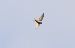 Aerodramus terraereginae