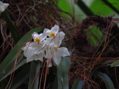 Cuitlauzina pulchella