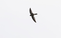 Aerodramus terraereginae
