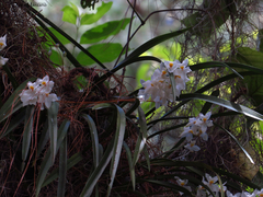 Cuitlauzina pulchella