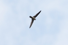 Aerodramus terraereginae