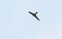 Aerodramus terraereginae