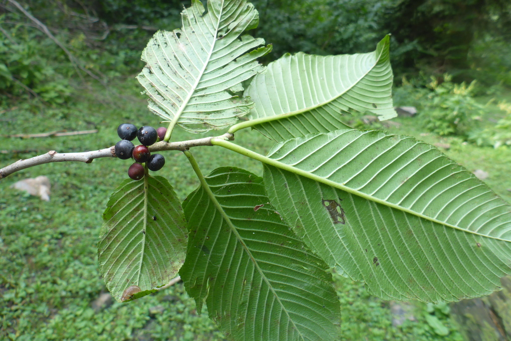 Rhamnus imeretina; photograph (c) F. Bemmerlein-Lux, some rights reserved (CC BY)