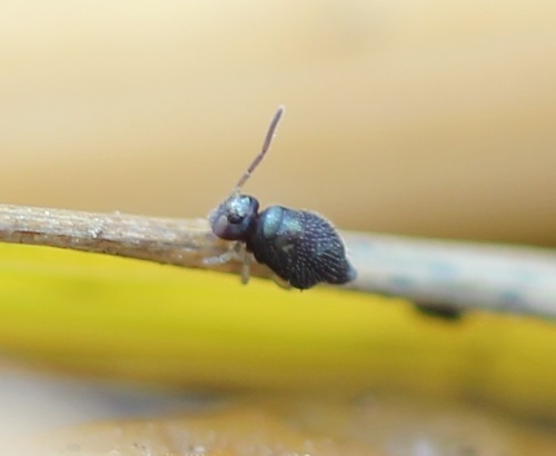 Pseudobourletiella spinata