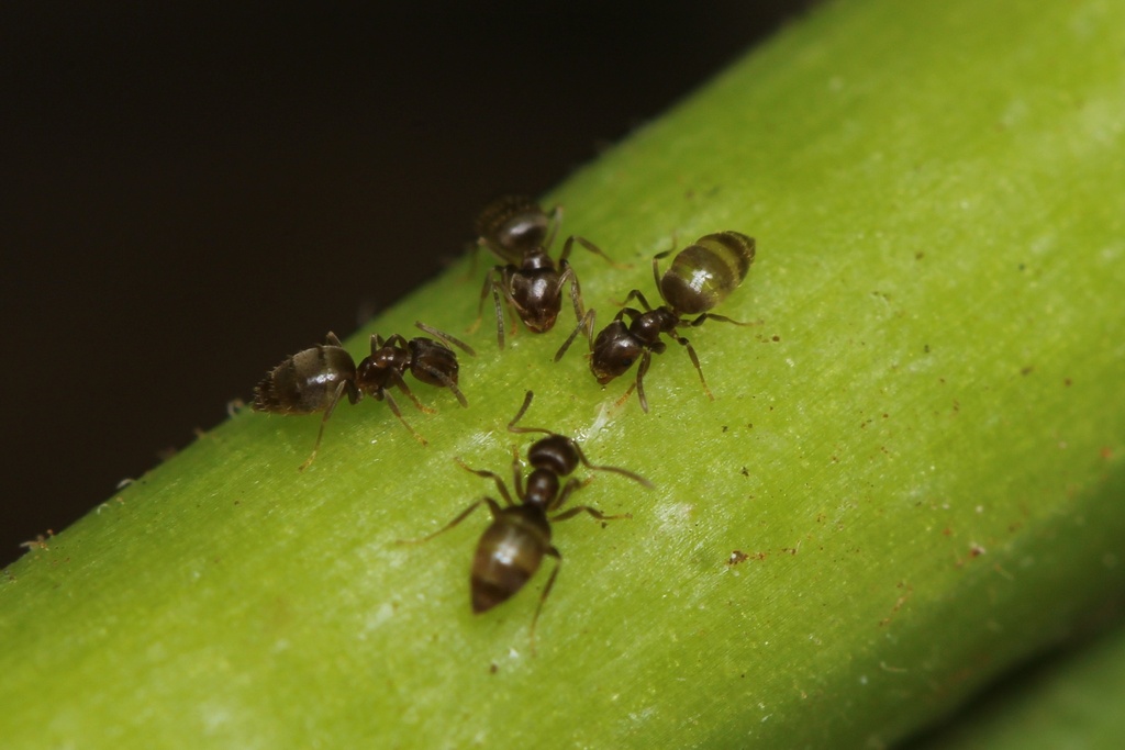 Seaside Rover Ant Seaside Rover Ant from Kauai County, HI, USA on July 27, 2023 at 03:13 ...