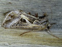 Autographa flagellum