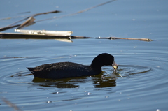 Fulica americana