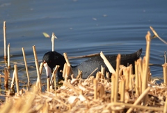 Fulica americana