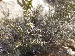 Pellaea mucronata mucronata