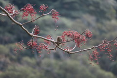 Tamiops maritimus formosanus