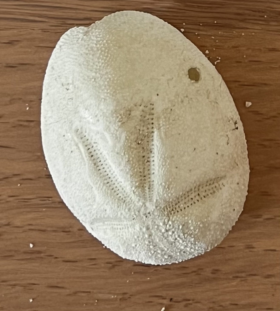 Keeled Heart Urchin