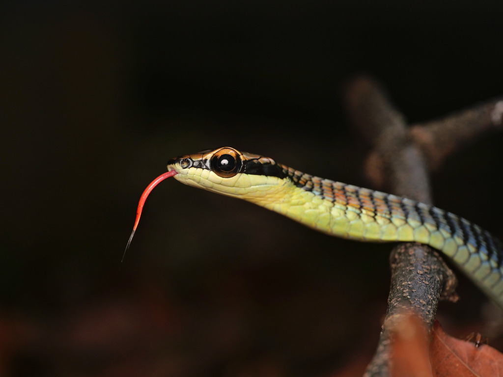 Kopstein's Bronzeback Tree Snake