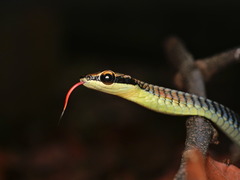 Kopstein's Bronzeback Snake
