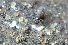 Ptenothrix marmorata