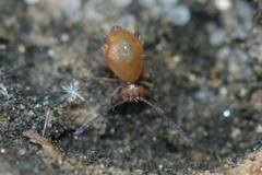 Ptenothrix unicolor