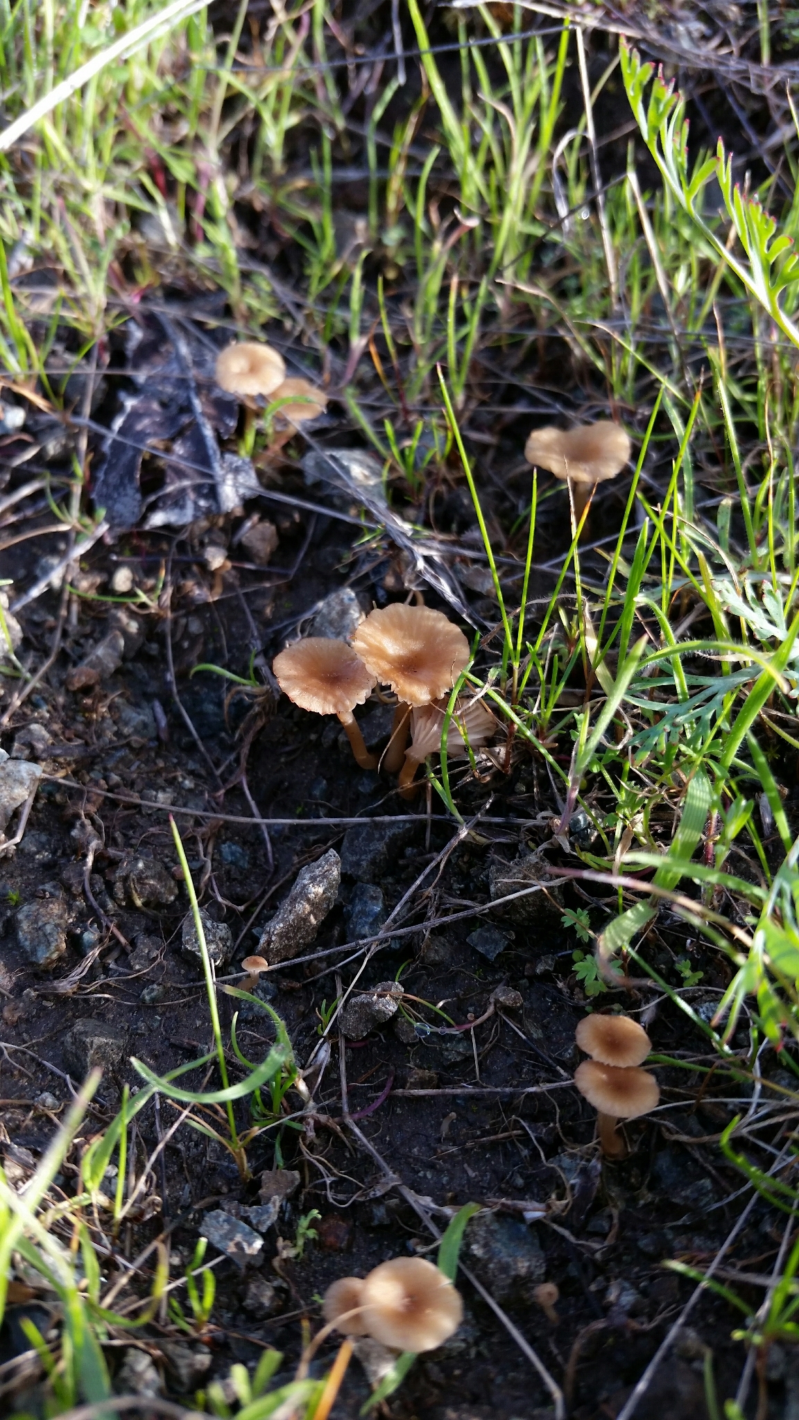 Contumyces rosellus image