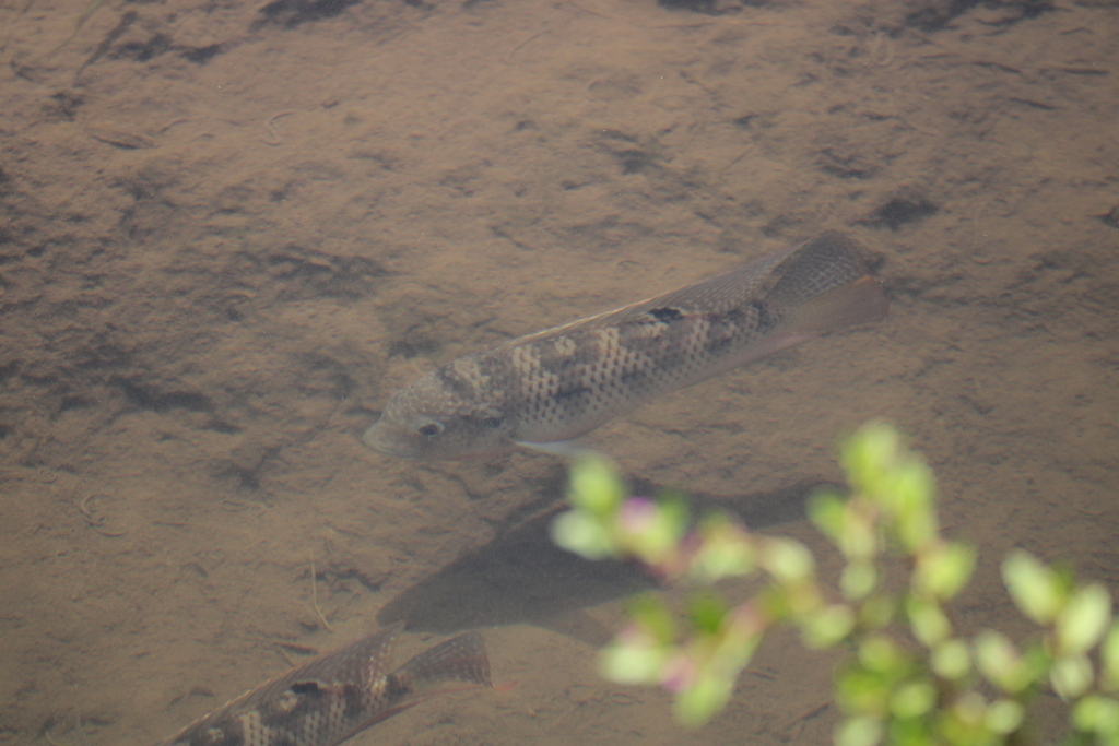 Redbreast tilapia from Kauai County, HI, USA on July 27, 2023 at 0450