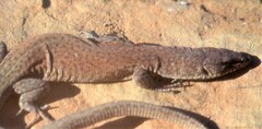 Pygmy Rock Monitor photo 3