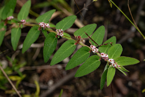 Euphorbia tettensis image