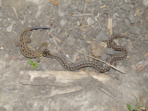 Steppe Viper, Станично-Луганський район, Луганська область, Україна, photo 7 of 10