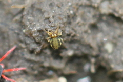 Sminthurinus elegans