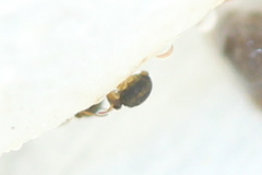 Sminthurinus elegans