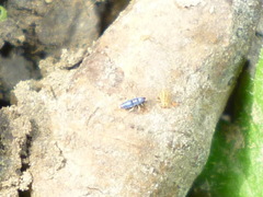 Sminthurinus elegans