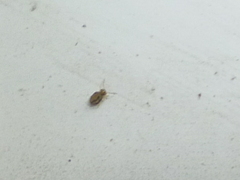 Sminthurinus elegans