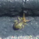 Sminthurinus elegans