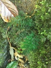 Trichomanes johnstonense