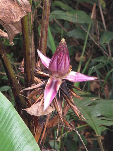Musa violascens (Musa violascens)