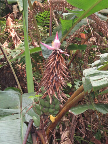 Musa violascens (Musa violascens)